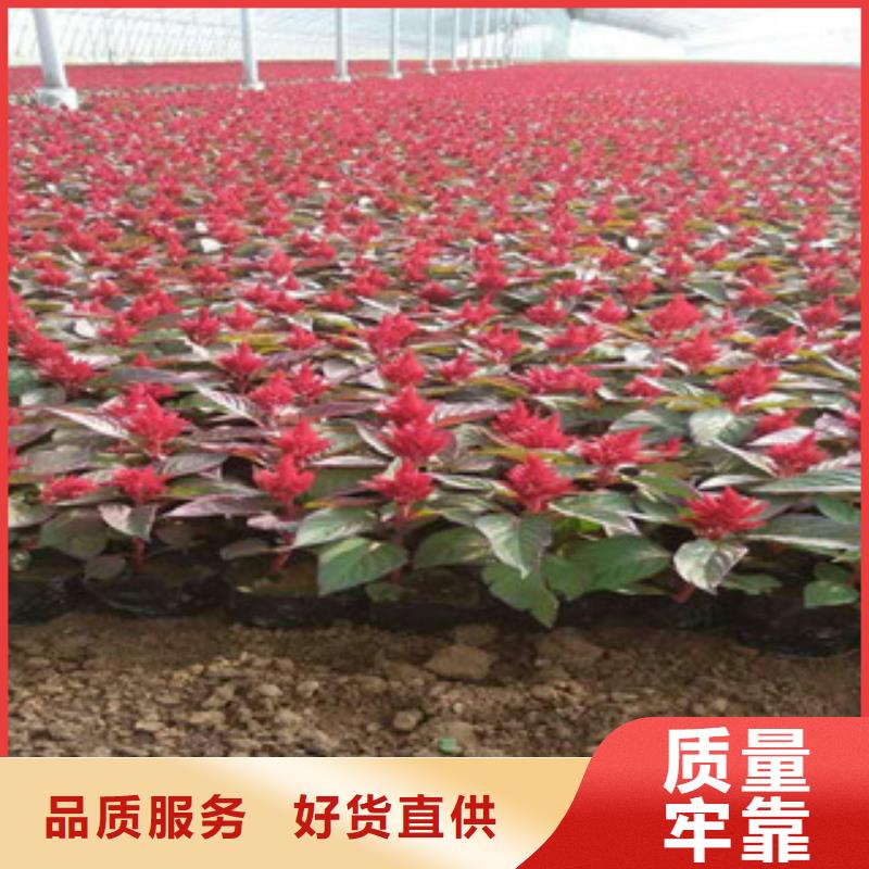 花海景觀宿根花卉基地老品牌廠家