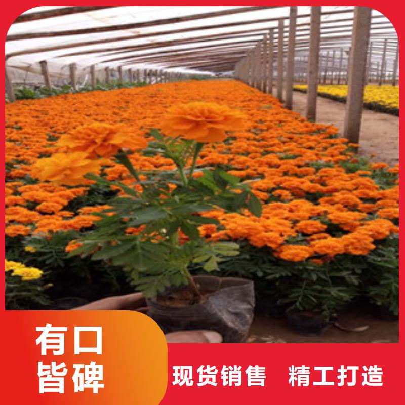 花海景觀柳葉馬鞭草/薰衣草值得買
