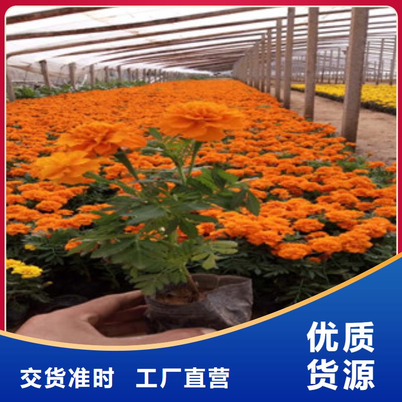 花海景觀水生植物/荷花睡蓮出貨及時