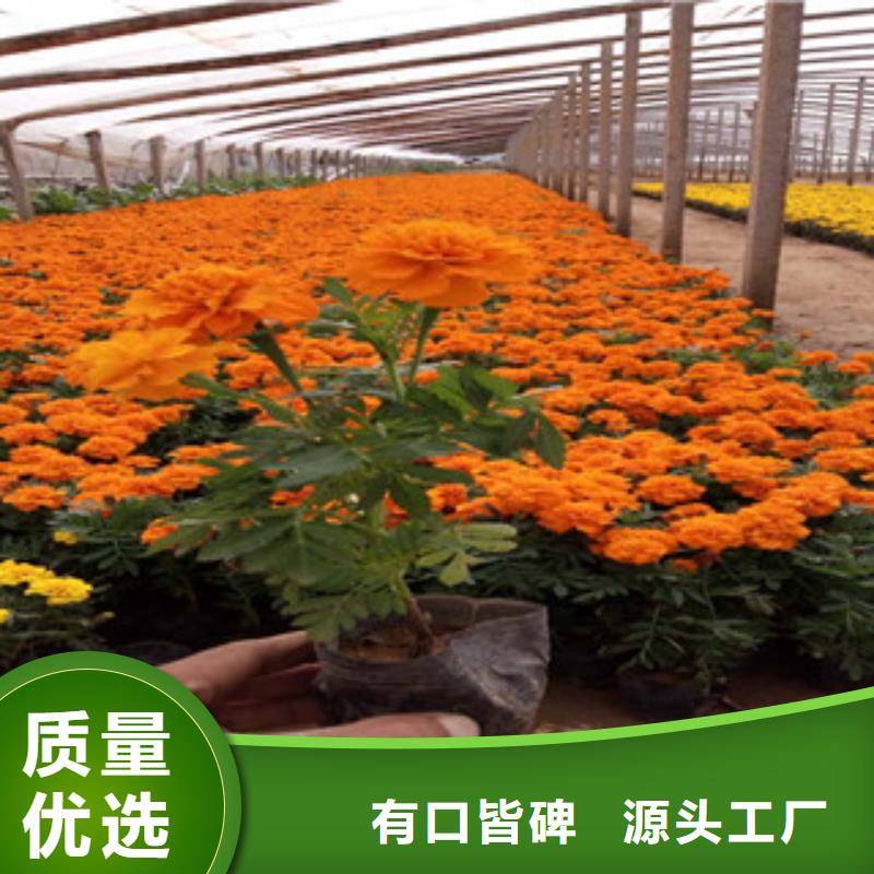 花海景觀花海景觀工程專業生產N年