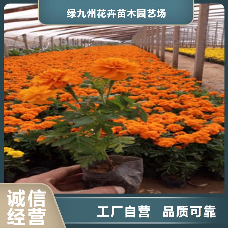 花海景觀五一國慶草花批發全新升級品質保障