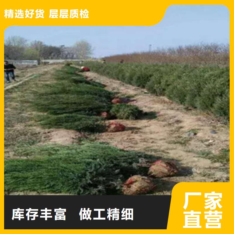 花海景觀五一國慶草花批發把實惠留給您