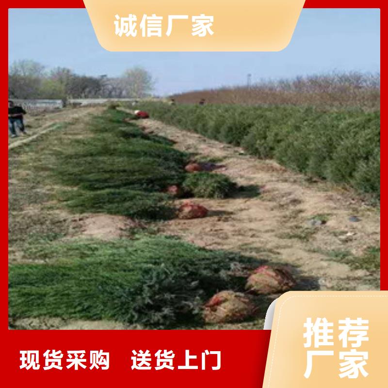 花海景觀,魯冰花/粉黛亂子草工廠自營