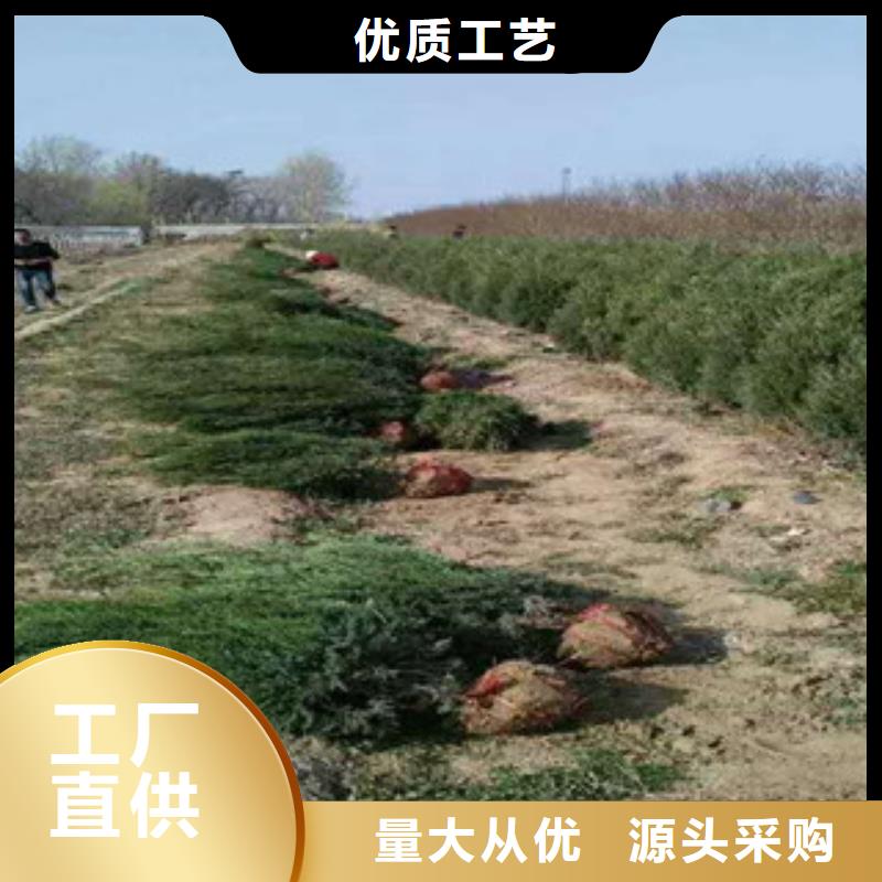 【花海景觀】宿根花卉基地自有生產工廠