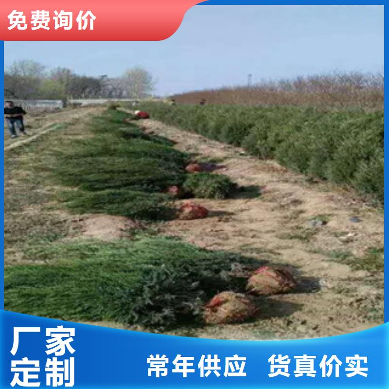 花海景觀【五一國慶草花批發】追求細節品質