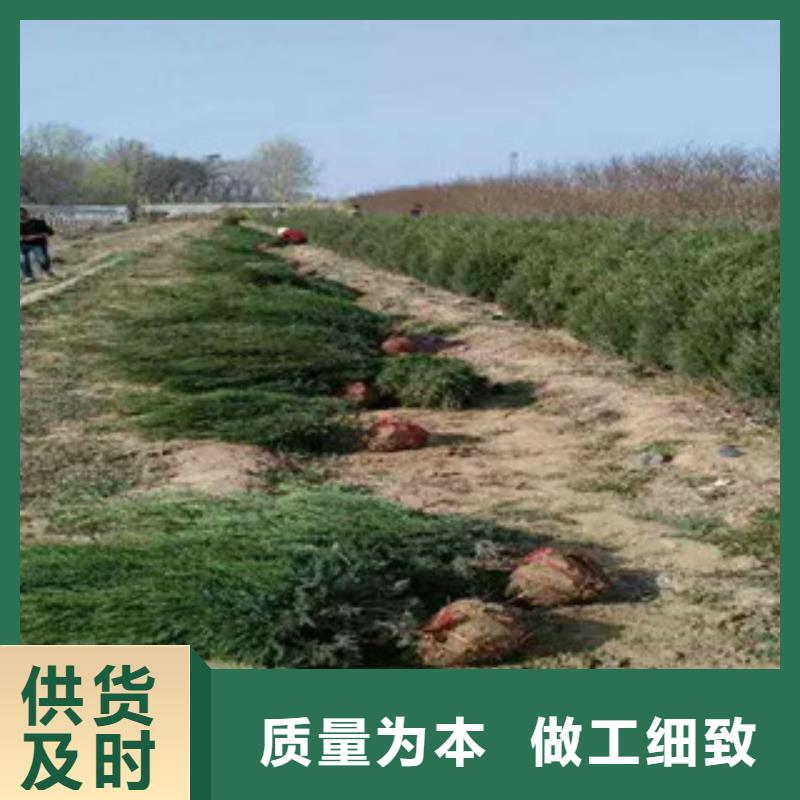 柳叶马鞭草/薰衣草 视频-柳叶马鞭草/薰衣草 -绿九州花卉苗木园艺场(大庆市分公司)服务区域让胡路|红岗|鹤岗|大兴安岭|哈尔滨|绥化|齐齐哈尔|黑河