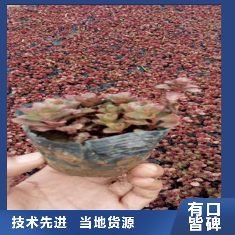 花海景觀_五一國慶草花批發(fā)訂購