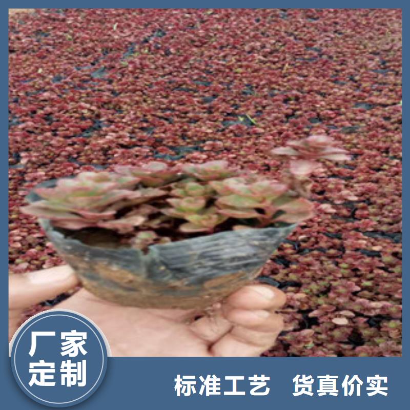 花海景觀【五一國慶草花批發】追求細節品質