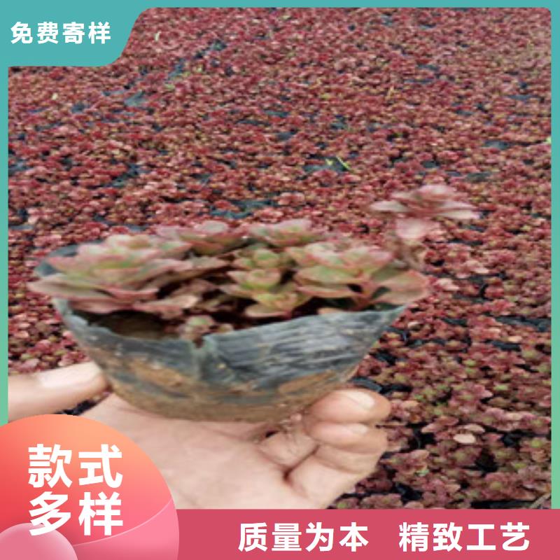 花海景观_柳叶马鞭草/薰衣草丰富的行业经验