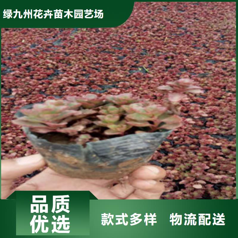 花海景觀水生植物/荷花睡蓮廠家現貨批發