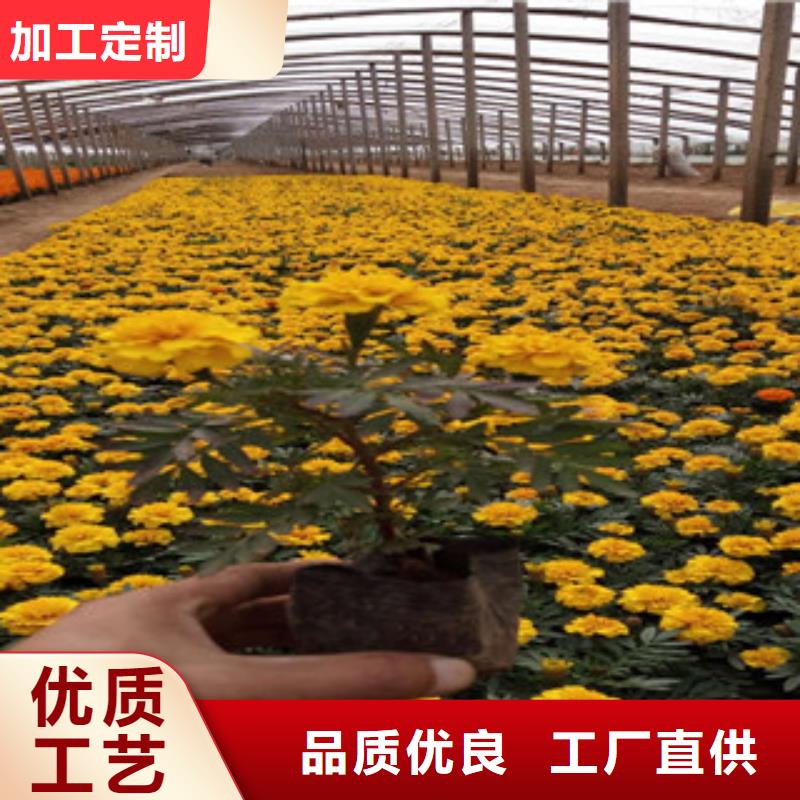 花海景观-耐寒耐旱草花基地满足您多种采购需求