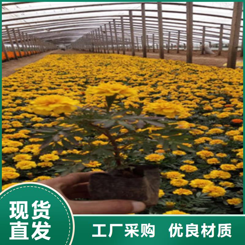 花海景觀五一國慶草花批發全新升級品質保障