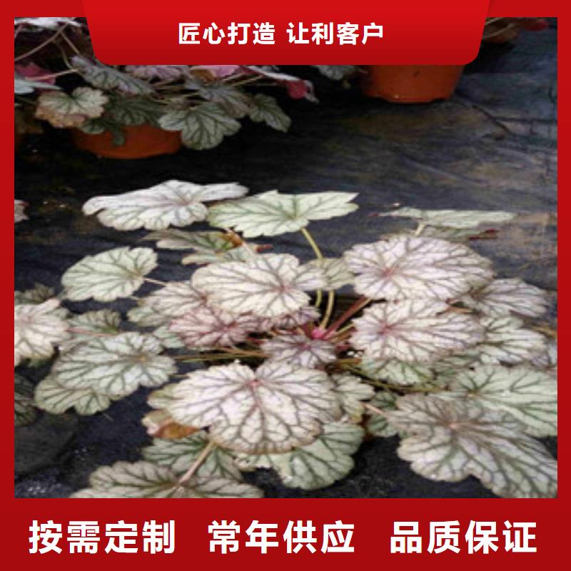 花海景观宿根花卉基地我们更专业