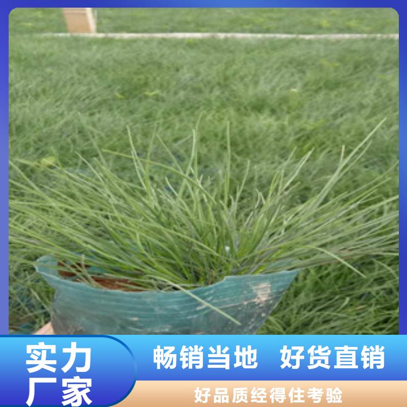 花海景觀宿根花卉基地老品牌廠家