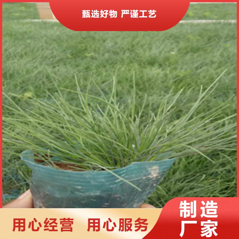 花海景觀五一國(guó)慶草花批發(fā)誠(chéng)信商家