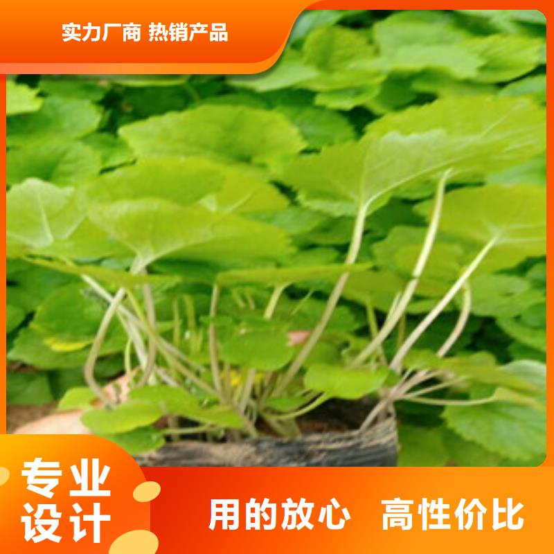 【花海景觀】五一國慶草花批發廠家十分靠譜