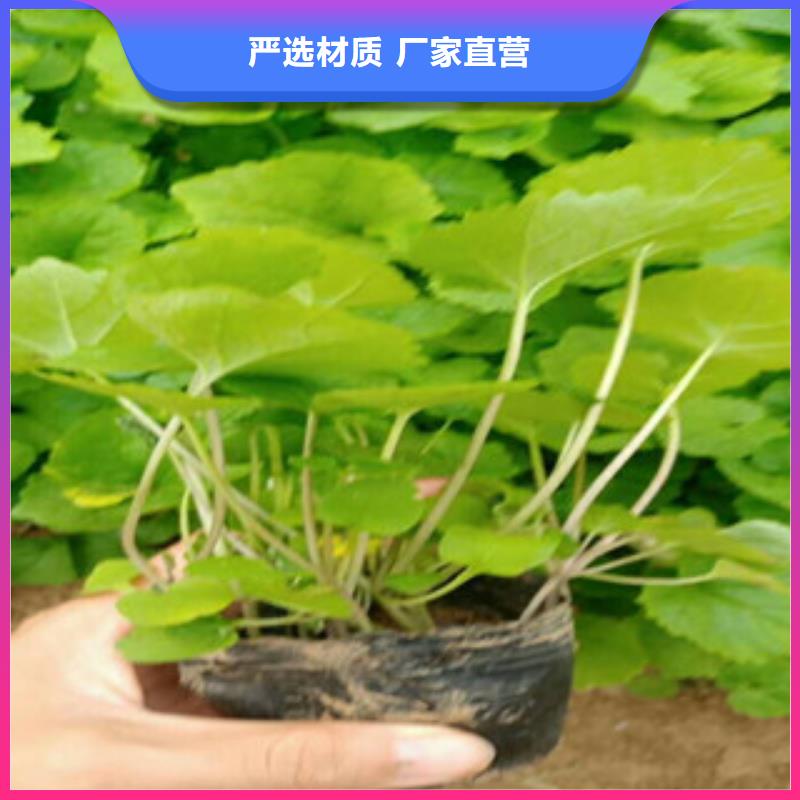 花海景观鲁冰花/粉黛乱子草为您提供一站式采购服务