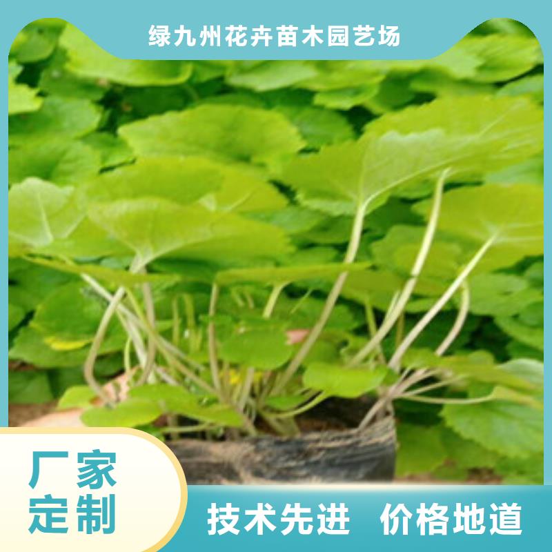 【花海景觀】_耐寒耐旱草花基地高品質誠信廠家