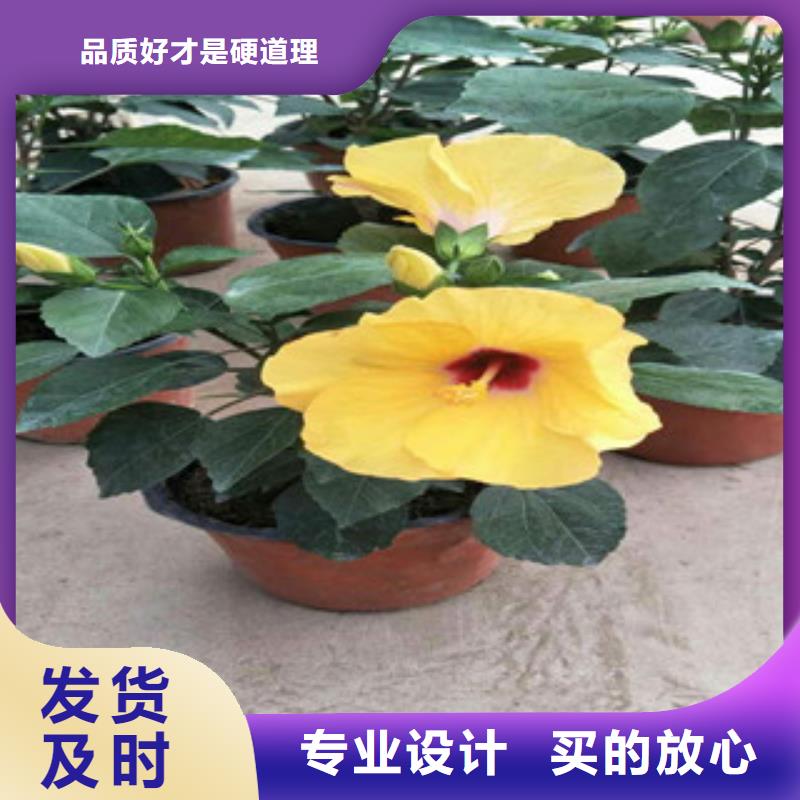【花海景觀】_耐寒耐旱草花基地高品質(zhì)誠(chéng)信廠家