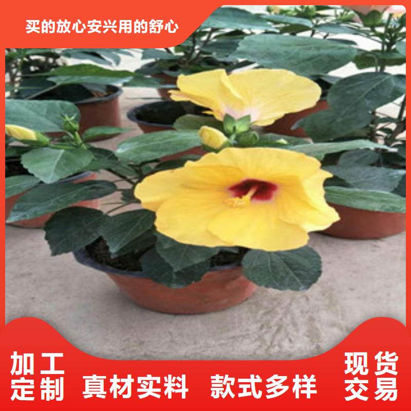 花海景觀_宿根花卉基地真正的源頭廠家