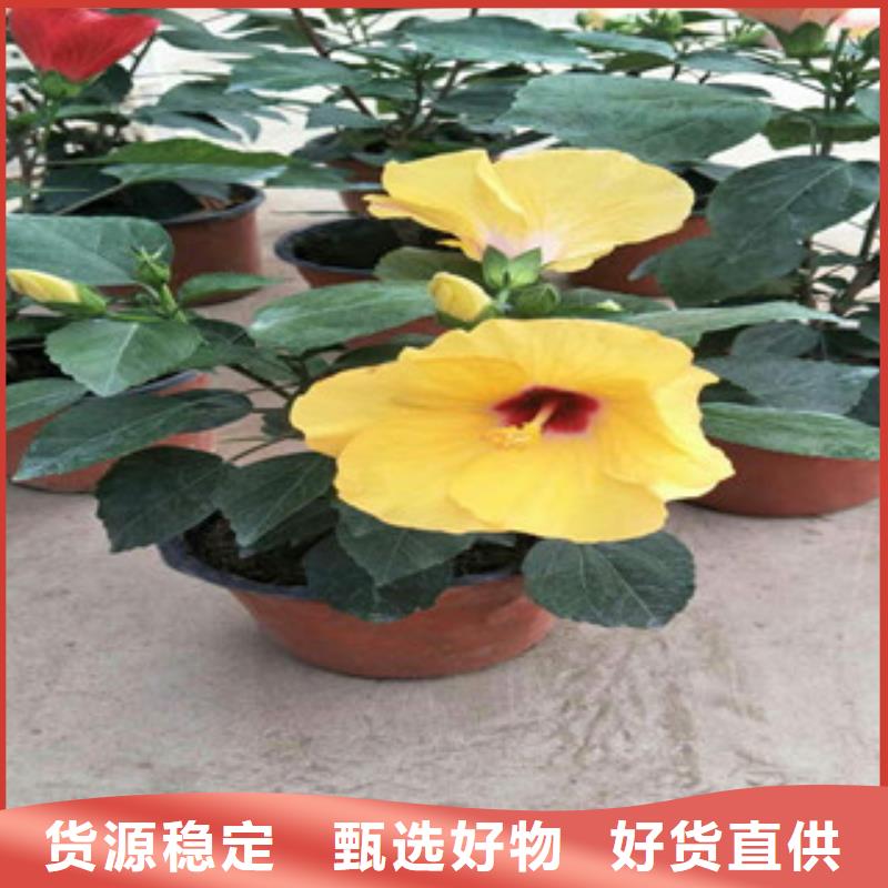 花海景觀宿根花卉基地老品牌廠家
