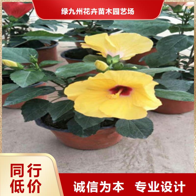 花海景观-时令花卉/绿化草花价格免费获取报价