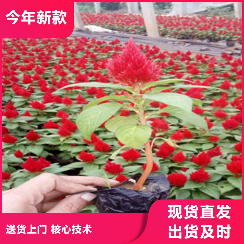 花海景觀宿根花卉基地廠家直銷貨源充足