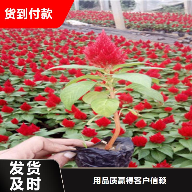 花海景觀五一國慶草花批發全新升級品質保障