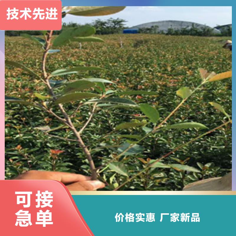 花海景觀水生植物/荷花睡蓮出貨及時
