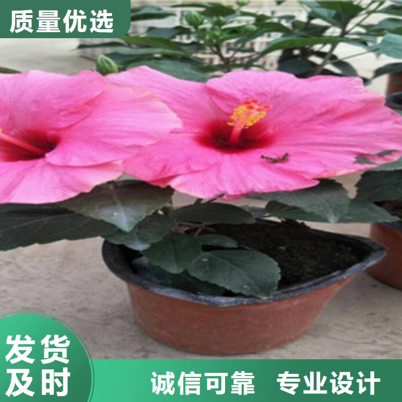 花海景观花海景观工程老品牌厂家