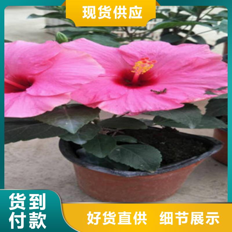 【花海景觀】魯冰花/粉黛亂子草支持批發零售