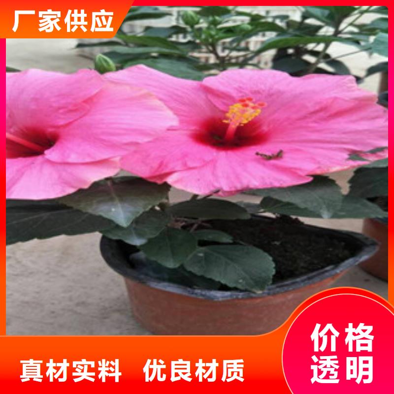 花海景觀宿根花卉基地現貨快速采購