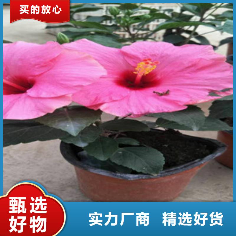 花海景觀耐寒耐旱草花基地安裝簡(jiǎn)單