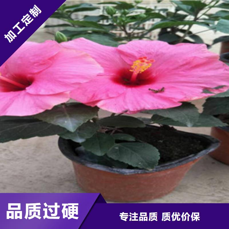 【花海景觀耐寒耐旱草花基地精品選購】