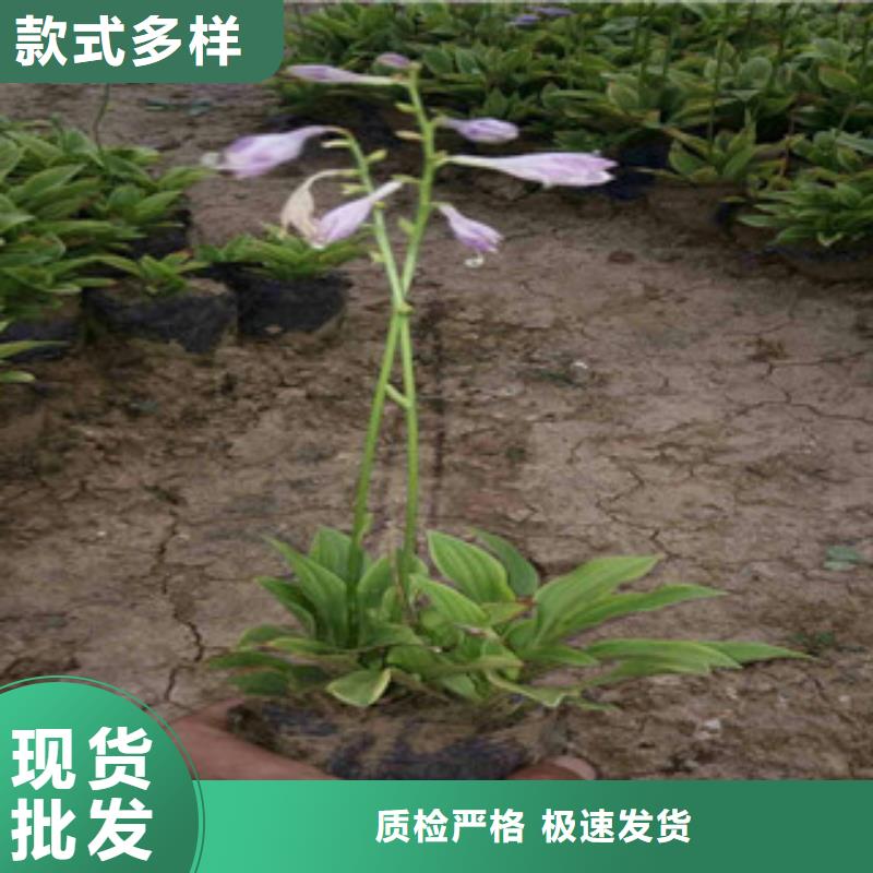 花海景觀【五一國慶草花批發】追求細節品質