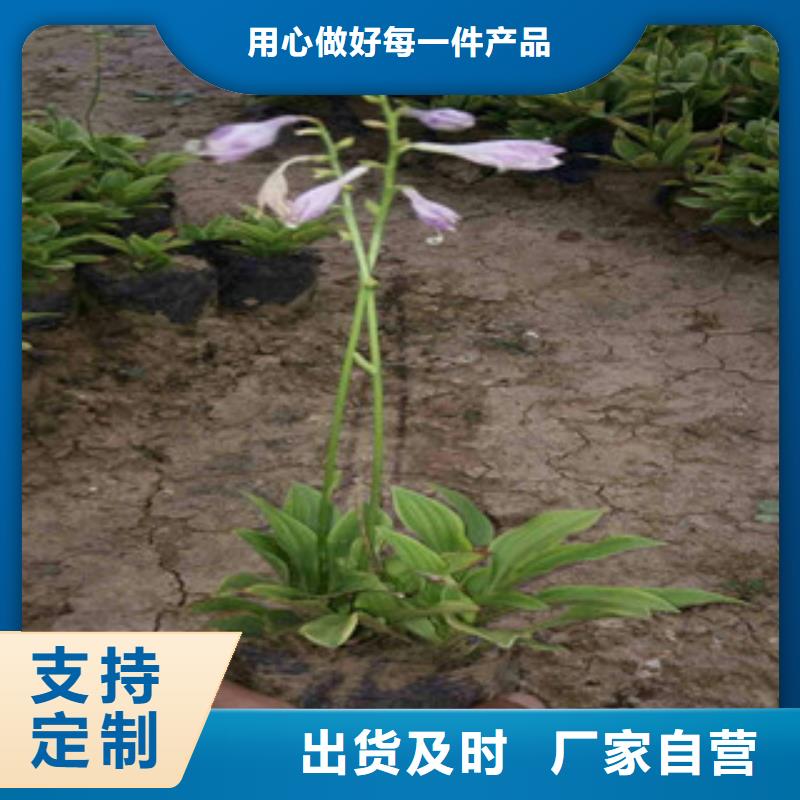 【花海景觀】_耐寒耐旱草花基地高品質誠信廠家