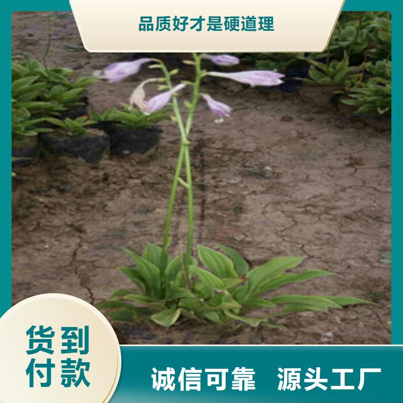 花海景觀-時令花卉/綠化草花價格物流配送