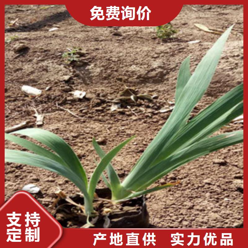 花海景观_柳叶马鞭草/薰衣草丰富的行业经验