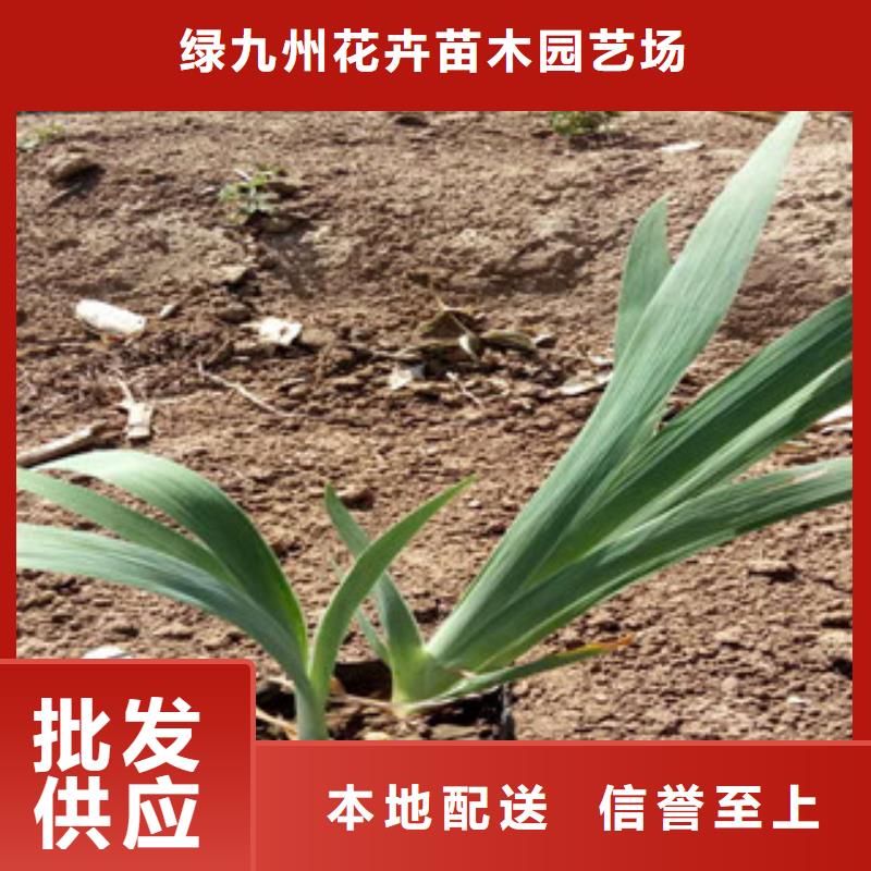 花海景觀耐寒耐旱草花基地工廠自營
