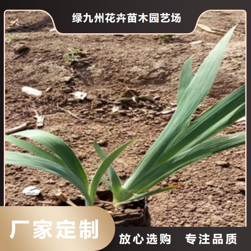 【花海景觀】_耐寒耐旱草花基地高品質誠信廠家