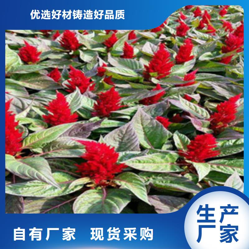 花海景觀五一國慶草花批發把實惠留給您