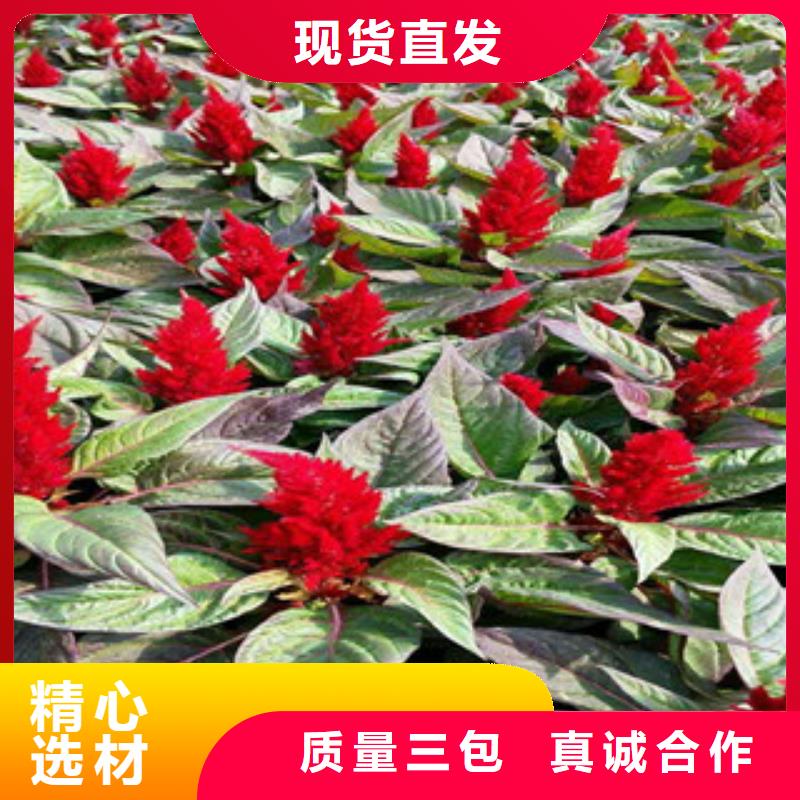 花海景观五一国庆草花批发工程施工案例