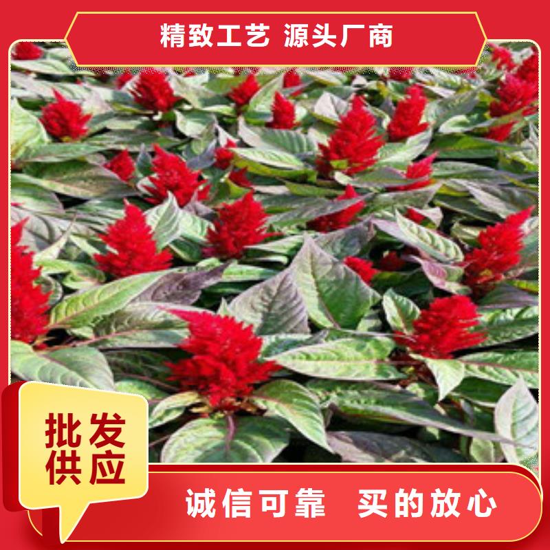 【花海景觀】_耐寒耐旱草花基地高品質誠信廠家