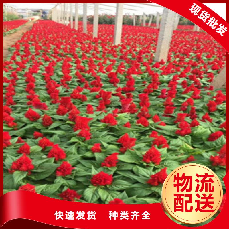 花海景觀魯冰花/粉黛亂子草根據要求定制