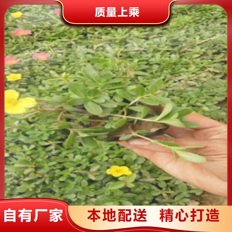花海景觀魯冰花/粉黛亂子草根據要求定制