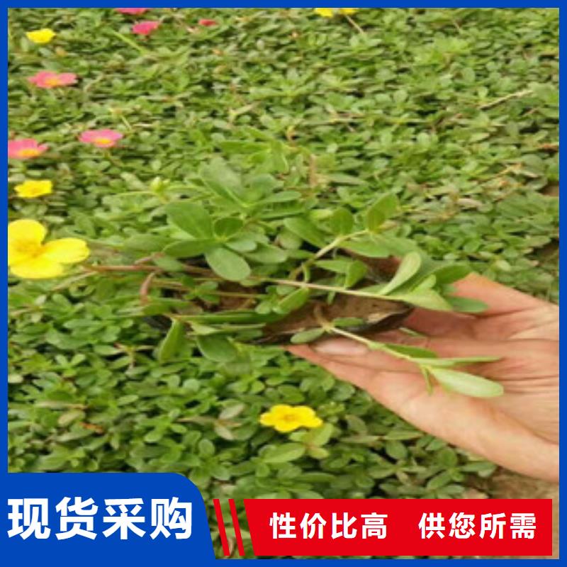 花海景觀花海景觀工程專業生產N年