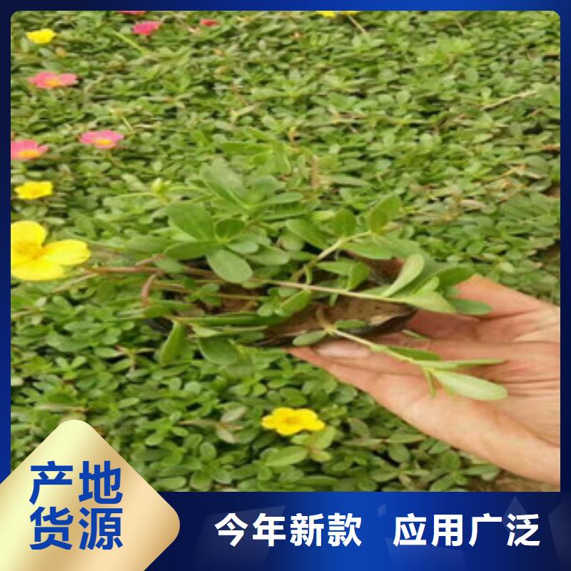 花海景觀_宿根花卉基地真正的源頭廠家