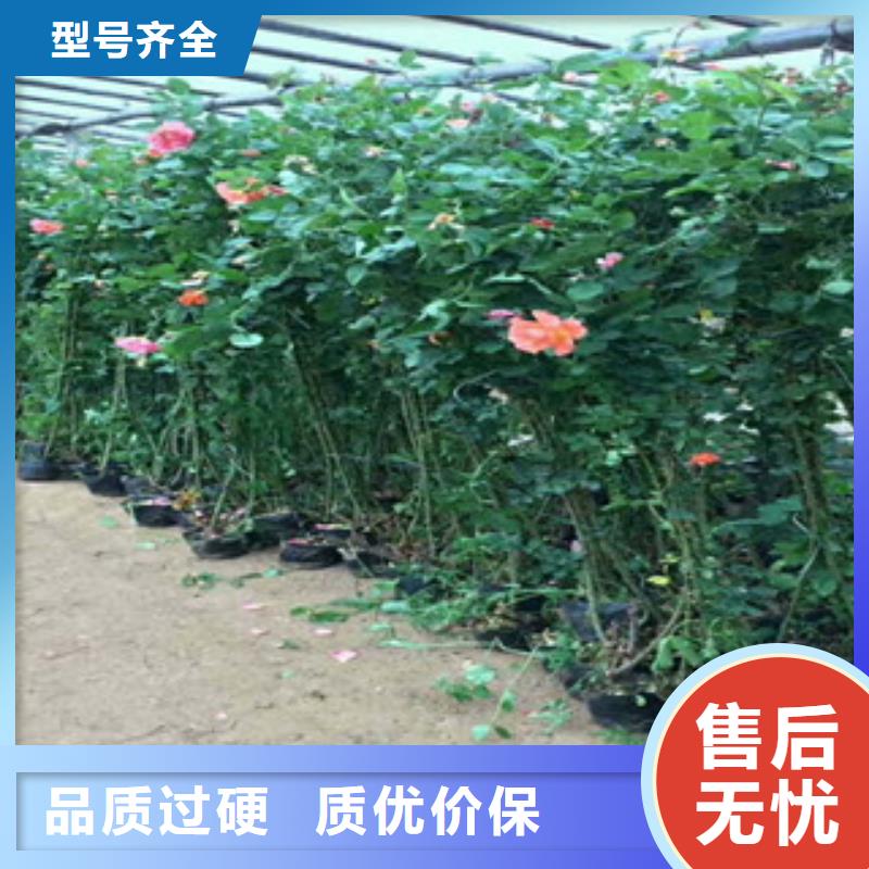 花海景觀魯冰花/粉黛亂子草根據要求定制