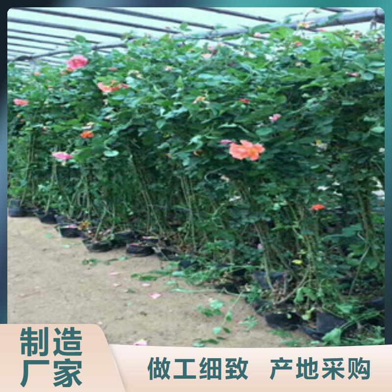 花海景观_柳叶马鞭草/薰衣草丰富的行业经验