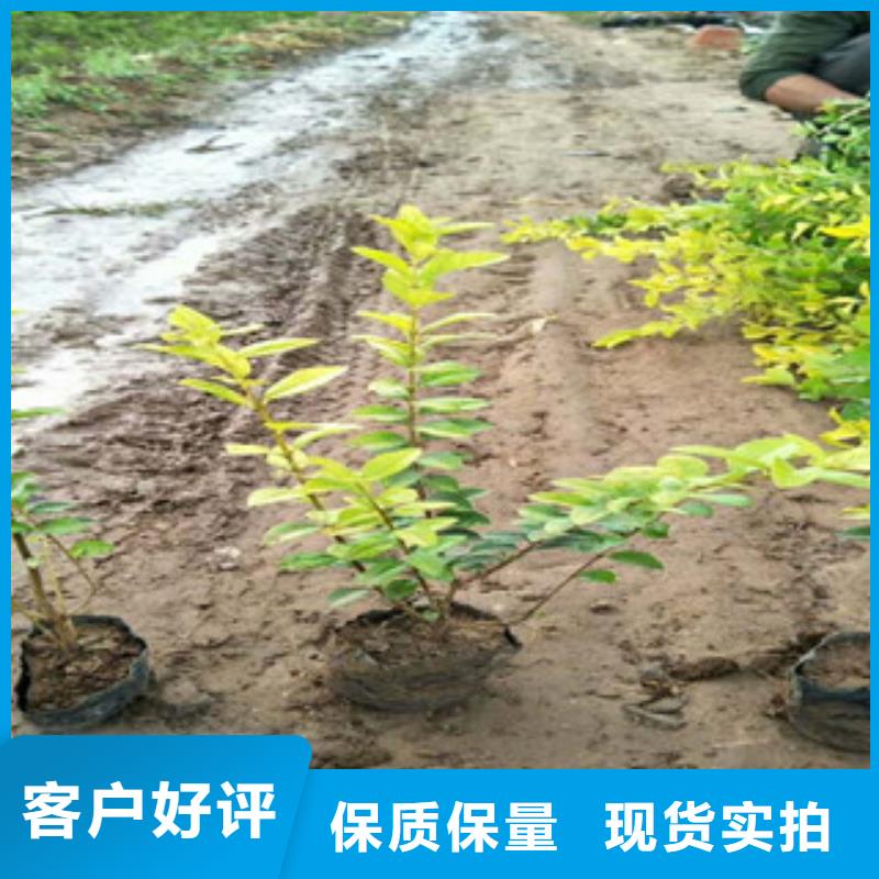 花海景觀【五一國慶草花批發】追求細節品質